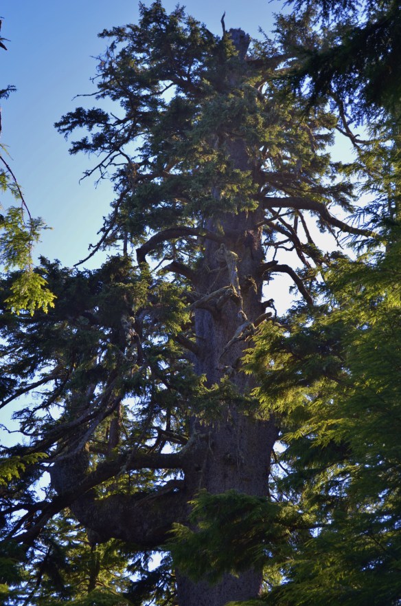 Cape Meares Big Spruce