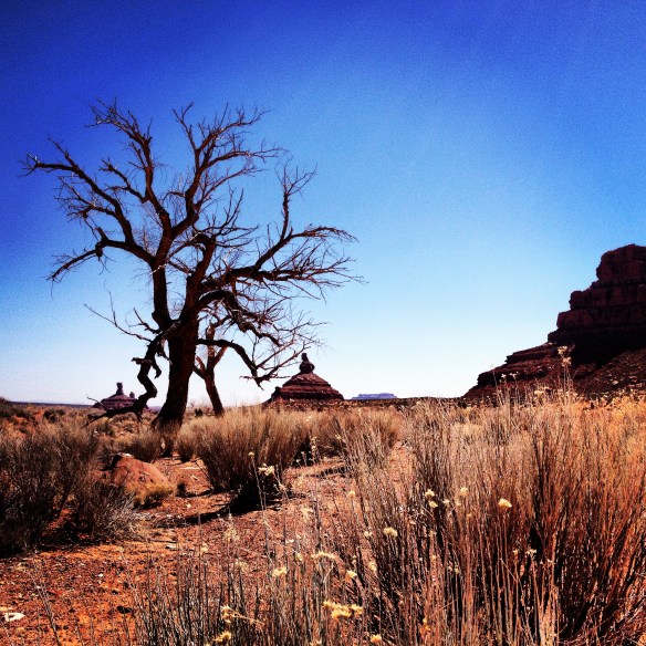 Cottonwood Tree,  Battleship Rock & Rooster Butte, Valley of the Gods