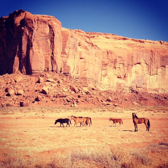 Wild horses - I love that the stallion just stood there & posed for the picture. :-)